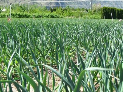 Gourmet Garlic: Rocamboles Image